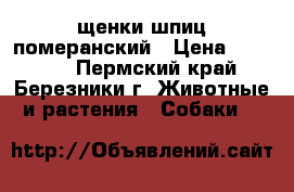 щенки шпиц померанский › Цена ­ 20 000 - Пермский край, Березники г. Животные и растения » Собаки   